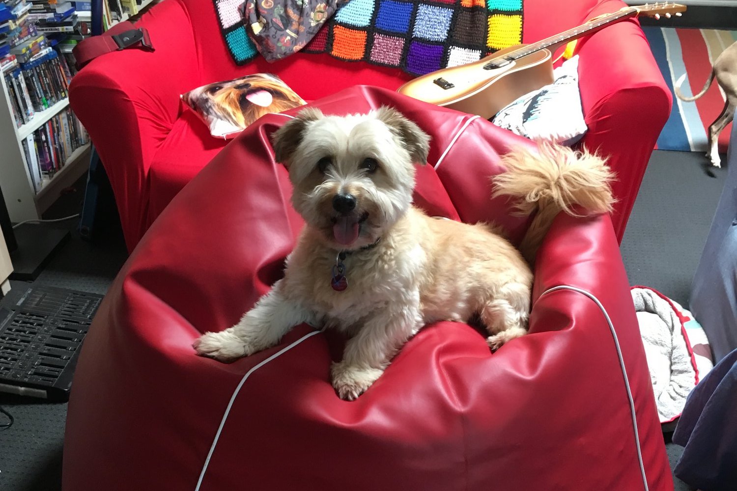 King Kahuna Pet Bean bags, Perfect for Pup and Puss