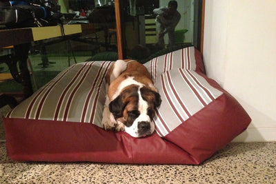 Soda loves his new Kahuna Sunbrella dog bed